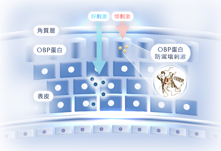 好刺激 壞刺激 角質層 OBP蛋白 OBP蛋白防禦壞刺激 表皮